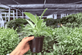 Ficus elastica 'Tineke' - 2 Live 4-Inch Potted Plants (Exact Plants)