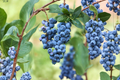 Dwarf Blueberry Seeds - 30 Seeds for Indoor/Outdoor Container Gardening