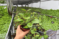 Variegated Hoya Obovata - 2 Exact Live Plants (4-Inch), Bare Root