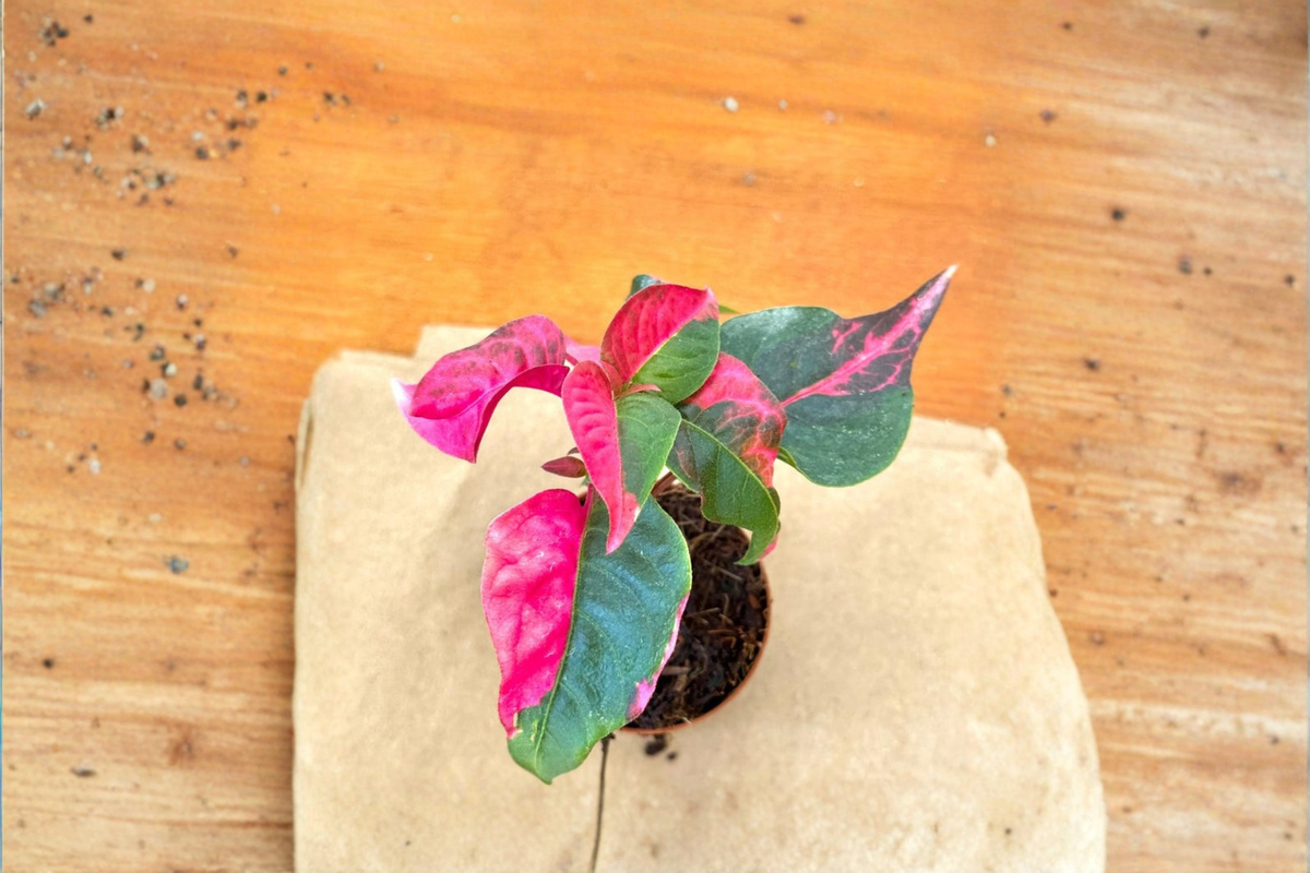 Alternanthera Party Time Live Plant - Pink Variegated 2 Inch Starter Plant