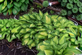 Island Breeze Hosta - 3-Inch Starter Pot, Variegated Yellow-Green Leaves