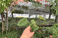 Philodendron Billienum | 2 Live Starter Plants (Billietiae × Pastazanum) - Soil Pod