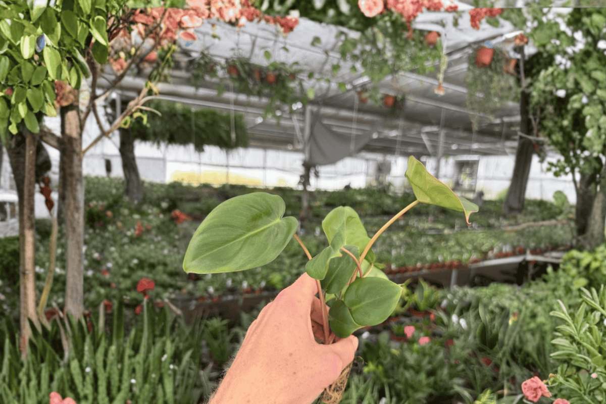 Philodendron Billienum | 2 Live Starter Plants (Billietiae × Pastazanum) - Soil Pod
