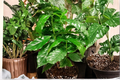 Coffee Arabica Live Plant in 4-Inch Pot | Coffea arabica