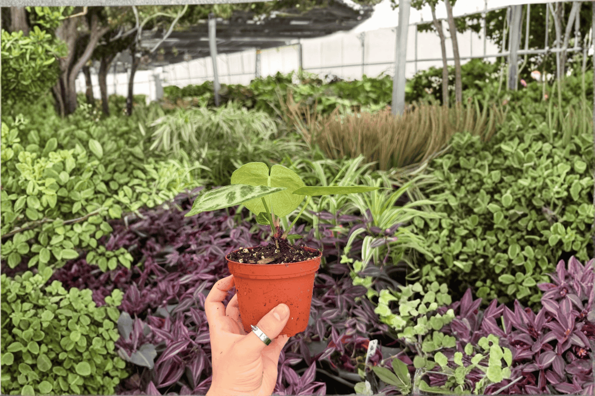 Anthurium Silver x Ferrari (2 Live Plants) - 4-Inch Pots