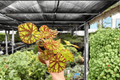 Begonia Cowardly Lion — 2 Live Plants in 4-Inch Pots (Exact Plants)