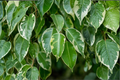 Variegated Weeping Fig Ficus benjamina Live Rooted Plug