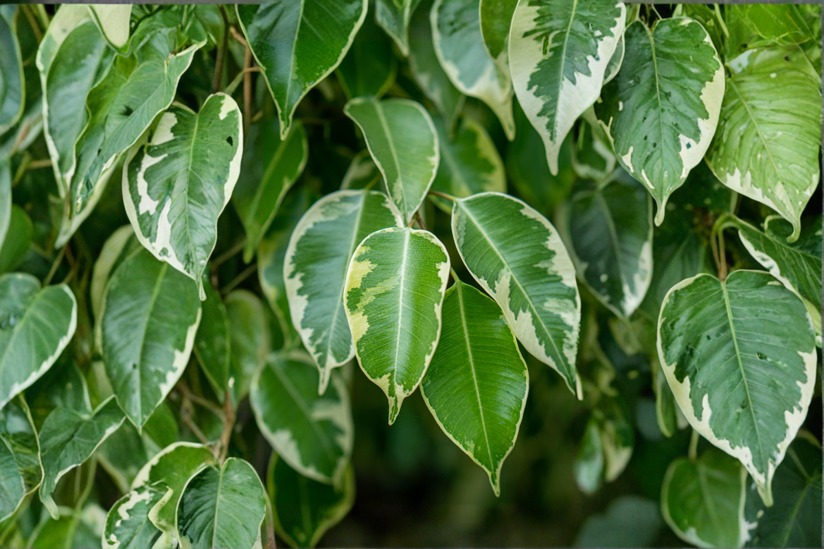 Variegated Weeping Fig Ficus benjamina Live Rooted Plug