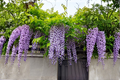 Purple Wisteria (Wisteria sinensis) Live Plant in Pot