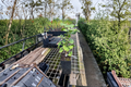 Ginkgo Tree Jehoshaphat – 6" 1-Year Grafted Live Plant