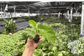 Foxy Lady Hibiscus 2 Live Starter Plants | Hibiscus rosa-sinensis