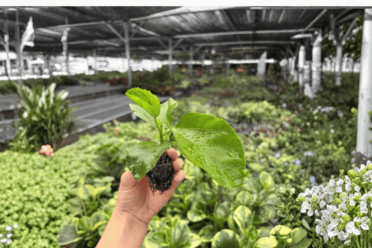 Foxy Lady Hibiscus 2 Live Starter Plants | Hibiscus rosa-sinensis