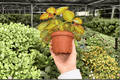 Begonia Manaus - 2 Live Plants in 4-Inch Pots | Exact Plants Pictured