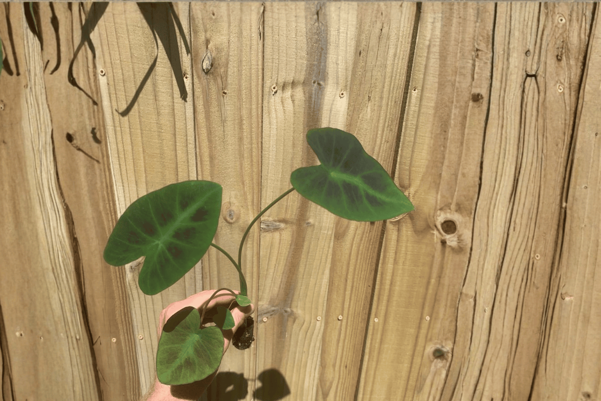 Colocasia Coal Miner Starter Plants (2 Live) – Colocasia ‘Coal Miner’