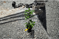 Eureka Lemon Tree Grafted Live Citrus Plant | Citrus limon - Container Friendly