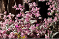 Pink Purple Wandering Dude Tradescantia zebrina - 4-Inch Pot Live Plant