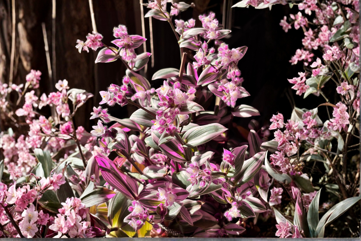 Pink Purple Wandering Dude Tradescantia zebrina - 4-Inch Pot Live Plant