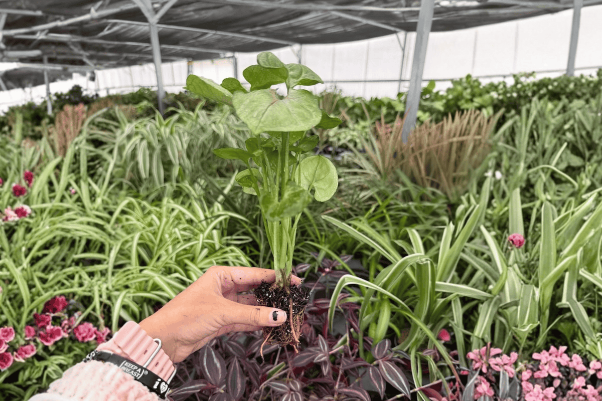 Syngonium Mango Allusion Starter Plants - 2 Exact Plugs