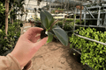 Ficus elastica 'Sophia' - 2 Live Starter Plants, 2-Inch Nursery Size (Bare Root with Soil Pod)