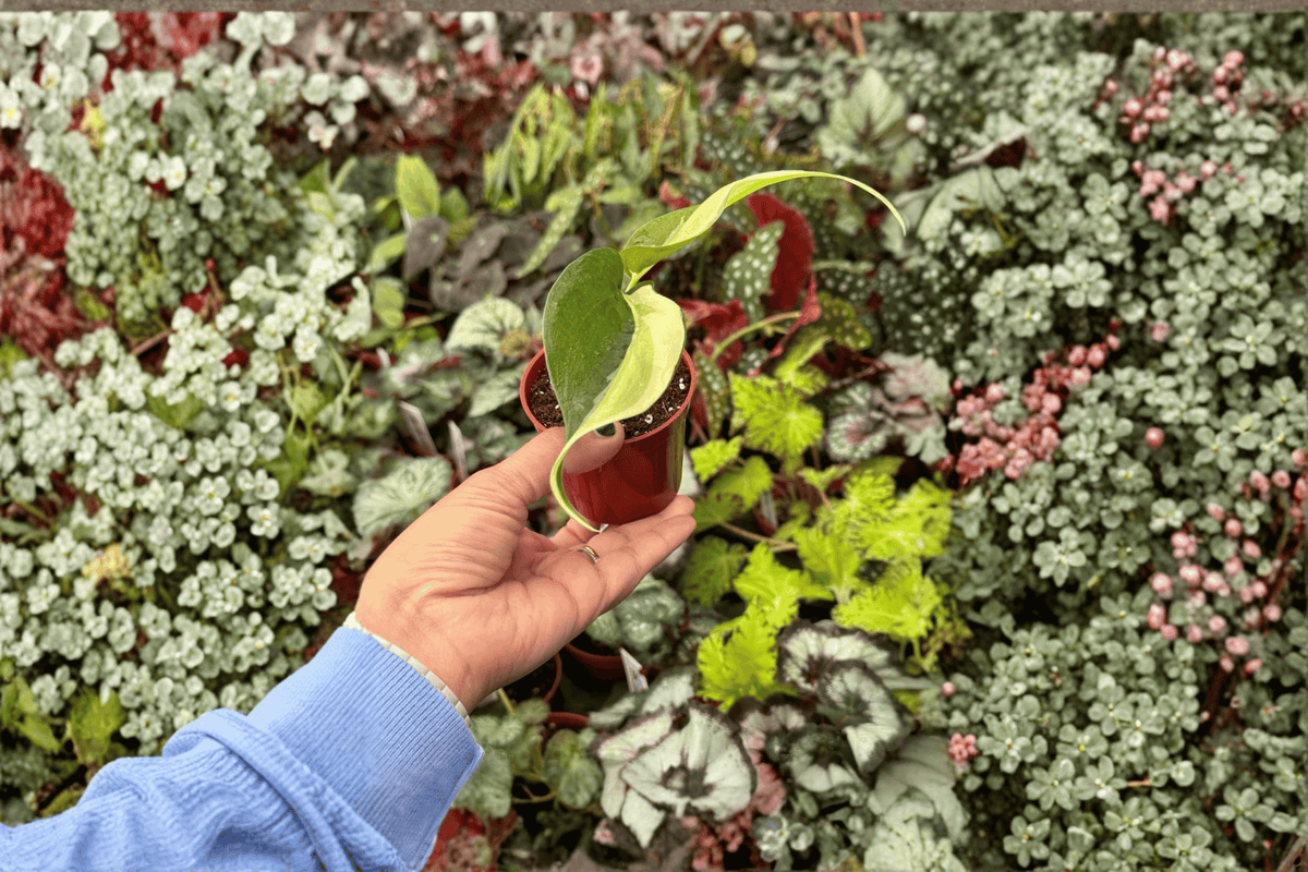Philodendron Cream Splash Starter Plants – 2 Live Bare-Root Starter Plants