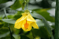 Abutilon Lucky Lantern Yellow Flowering Maple – 4-Inch Pot Live Plant