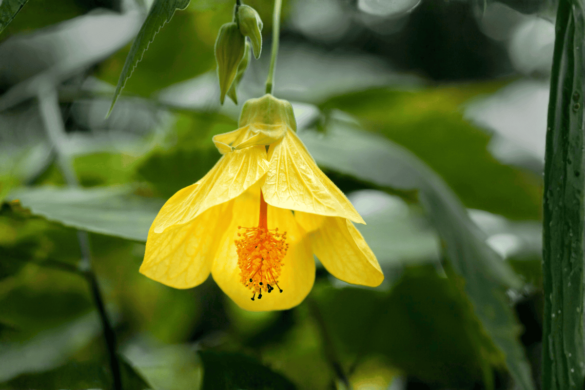 Abutilon Lucky Lantern Yellow Flowering Maple – 4-Inch Pot Live Plant