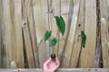 Alocasia Zebrina Starter Plants (2) Bare Root | Indoor Tropical Foliage