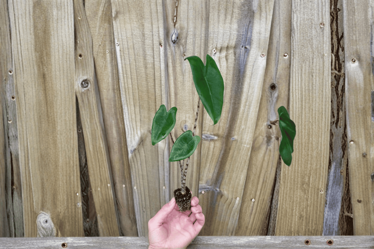Alocasia Zebrina Starter Plants (2) Bare Root | Indoor Tropical Foliage