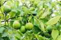 Dwarf Key Lime Seeds Citrus aurantiifolia - 10 Non-GMO Seeds for Indoor/Outdoor Growing