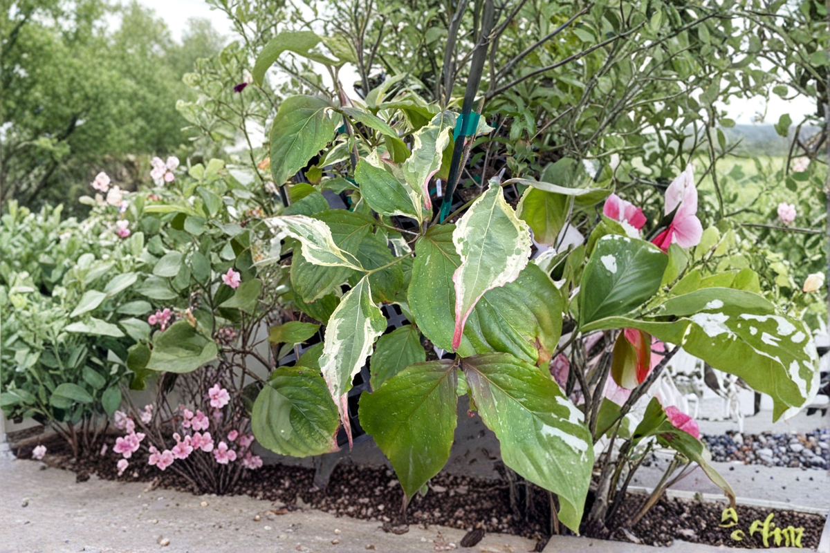 Summer Games Chinese Dogwood (Cornus kousa) Live Plant – 12" Grafted Tree