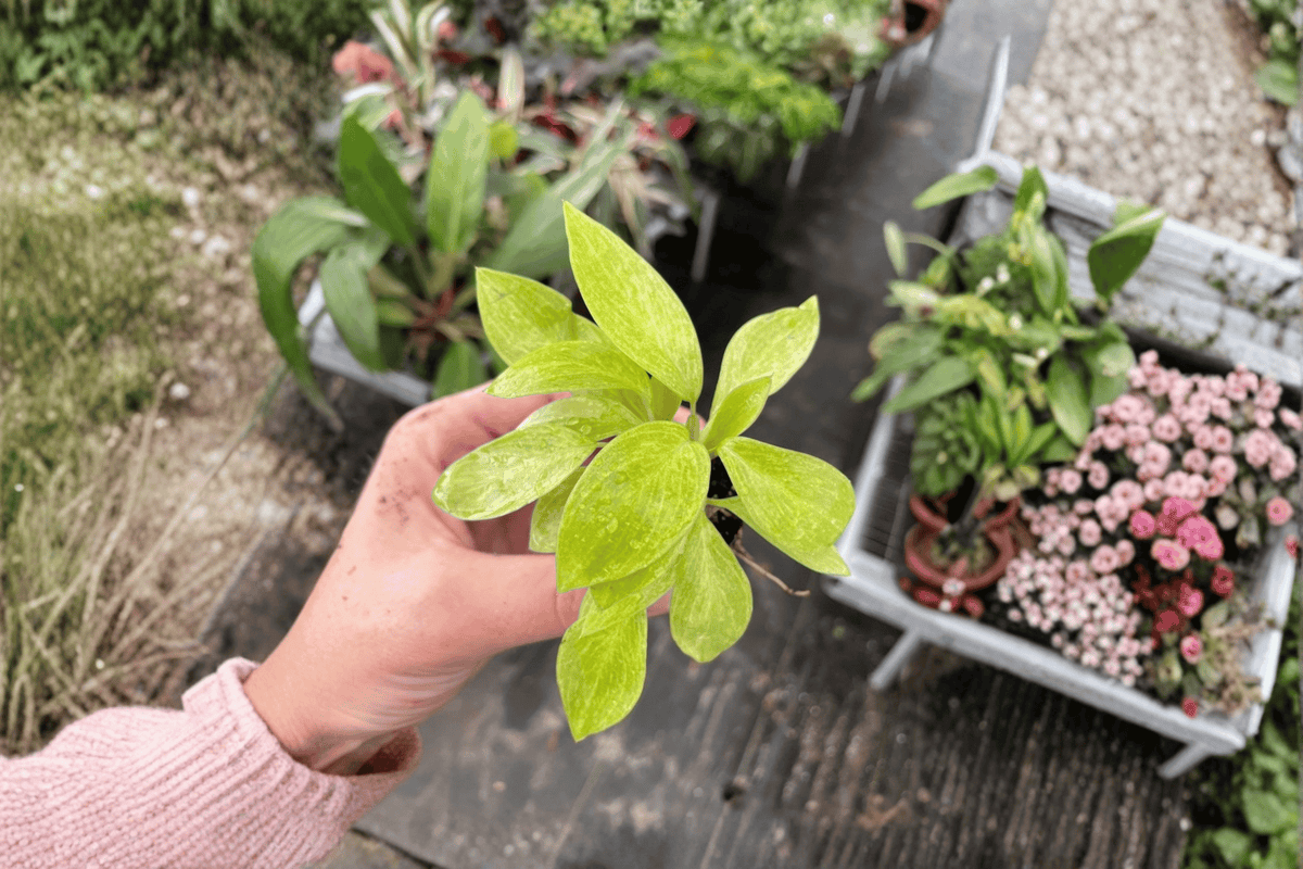 Philodendron 'Painted Lady' Live Starter Plants (2) Bare Root