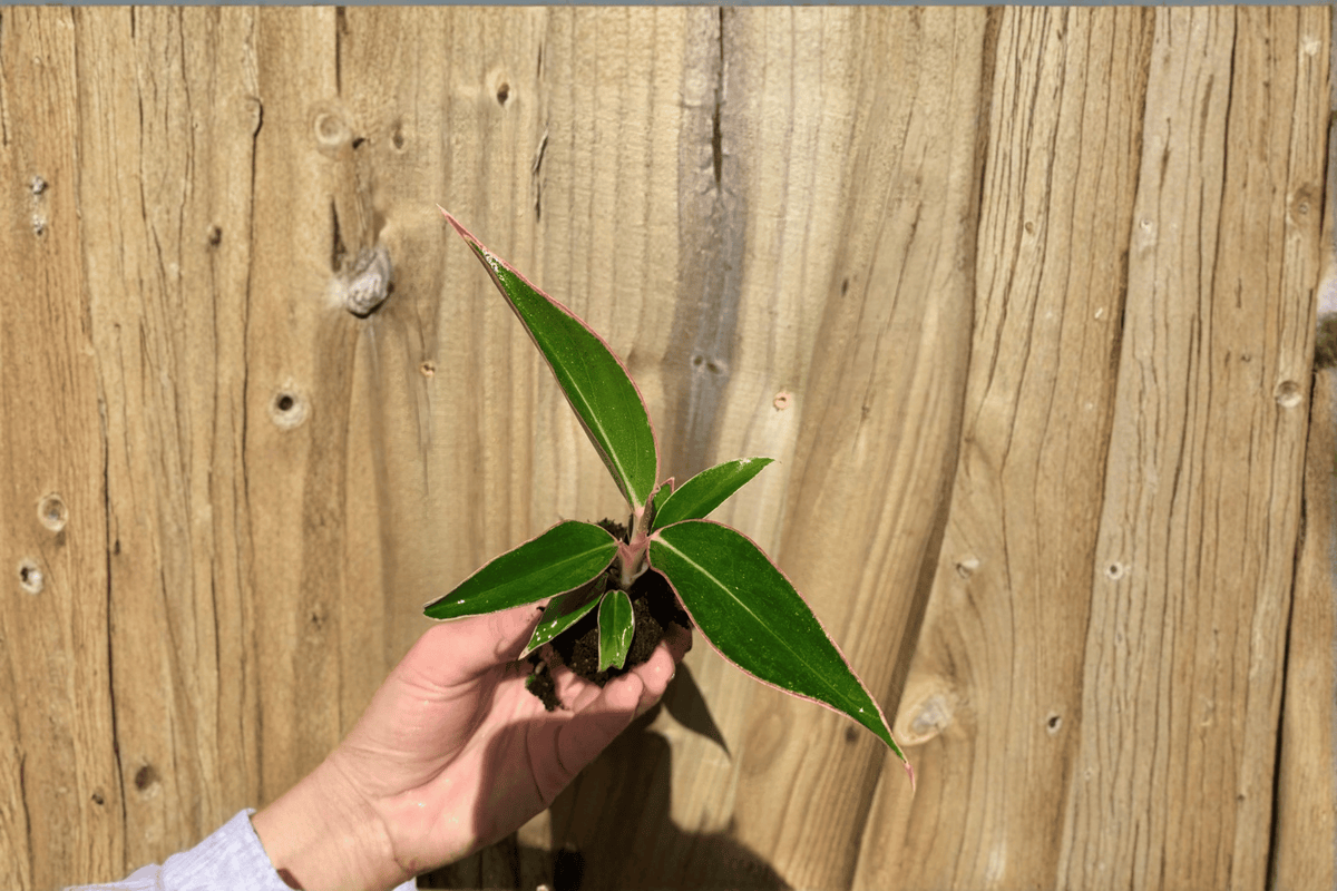 Aglaonema 'Siam Aurora' Starter Plants — 2 Bare Root Chinese Evergreen