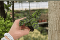 Calathea Lancifolia (Rattlesnake Plant) Starter Plants – 2 Live Goeppertia insignis