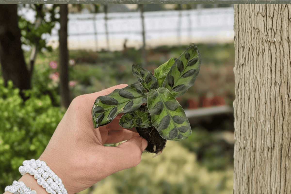 Calathea Lancifolia (Rattlesnake Plant) Starter Plants – 2 Live Goeppertia insignis