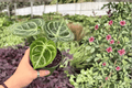 Anthurium Dressleri x Dorayaki - 2 Live 4-Inch Potted Hybrid Plants