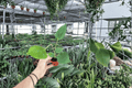 Anthurium Oaxaca Starter Plants (2-Pack) – Bare Root, 2-Inch Pots