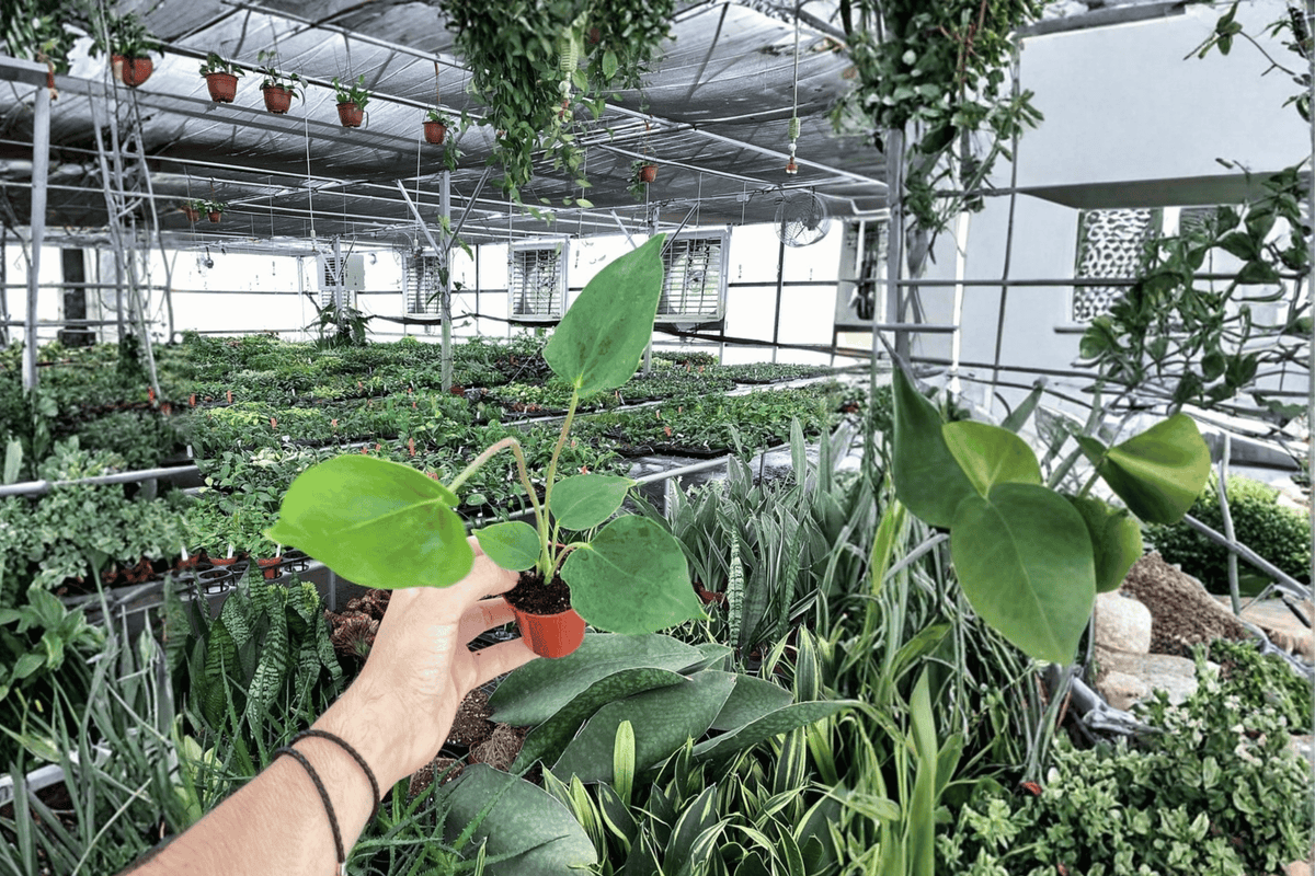 Anthurium Oaxaca Starter Plants (2-Pack) – Bare Root, 2-Inch Pots