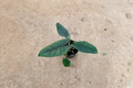 Alocasia Scalprum - Fully Rooted Live Plant in 4-Inch Pot
