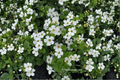 Snowflake Bacopa Sutera cordata 'Snowflake' – 1 live plant in 4-inch pot