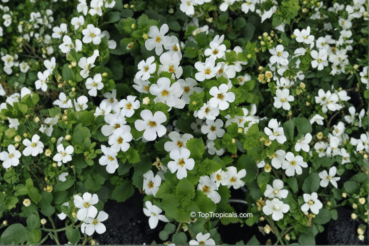 Snowflake Bacopa Sutera cordata 'Snowflake' – 1 live plant in 4-inch pot