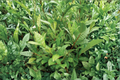 Korean Tea Plant Camellia sinensis Live Plant 1–2 ft Tall