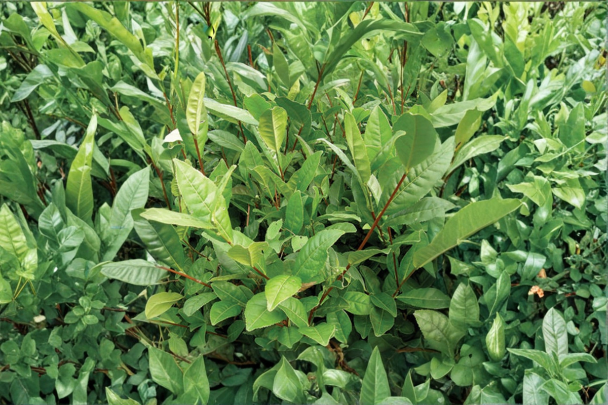 Korean Tea Plant Camellia sinensis Live Plant 1–2 ft Tall