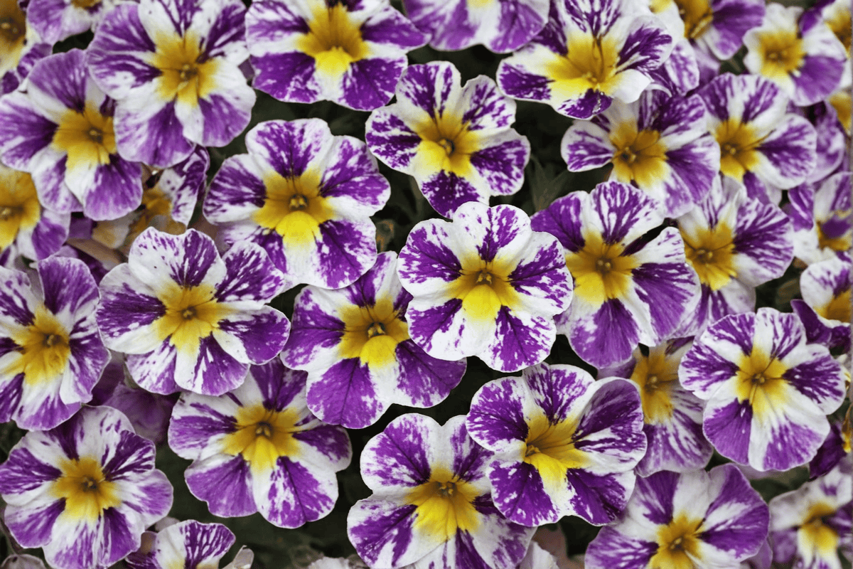 Candy Shop Grape Splash Calibrachoa Million Bells - 4-Inch Pot, 1 Live Plant