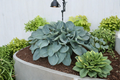 Above the Clouds Hosta – 3-Inch Pot Starter Plant