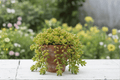 Pork and Beans Jelly Bean Plant (Sedum rubrotinctum) – 1 Live Plant in 4-Inch Pot