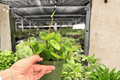 Hoya carnosa 'Chelsea' 2 Live Plants in 4-Inch Pots