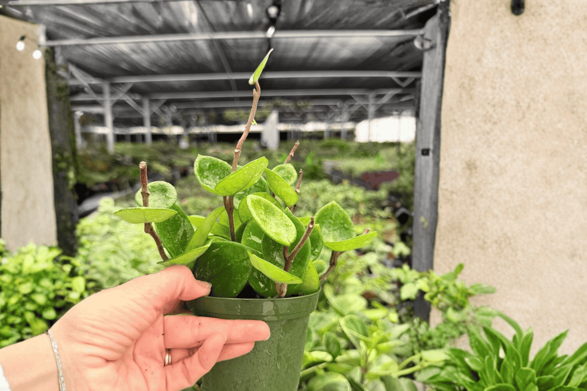 Hoya carnosa 'Chelsea' 2 Live Plants in 4-Inch Pots