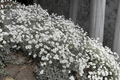 Snow-in-Summer Yo Yo Cerastium tomentosum 4-Inch Live Plant
