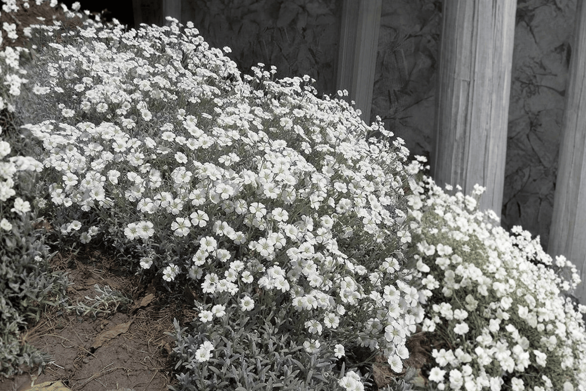 Snow-in-Summer Yo Yo Cerastium tomentosum 4-Inch Live Plant