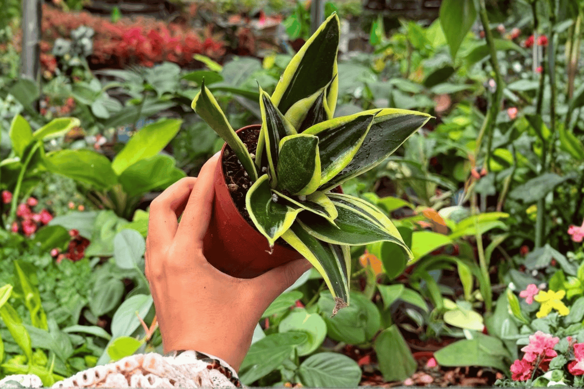Sansevieria Hahnii Lotus - 2 Live Plants in 4" Pots (Exact Plants Shipped)